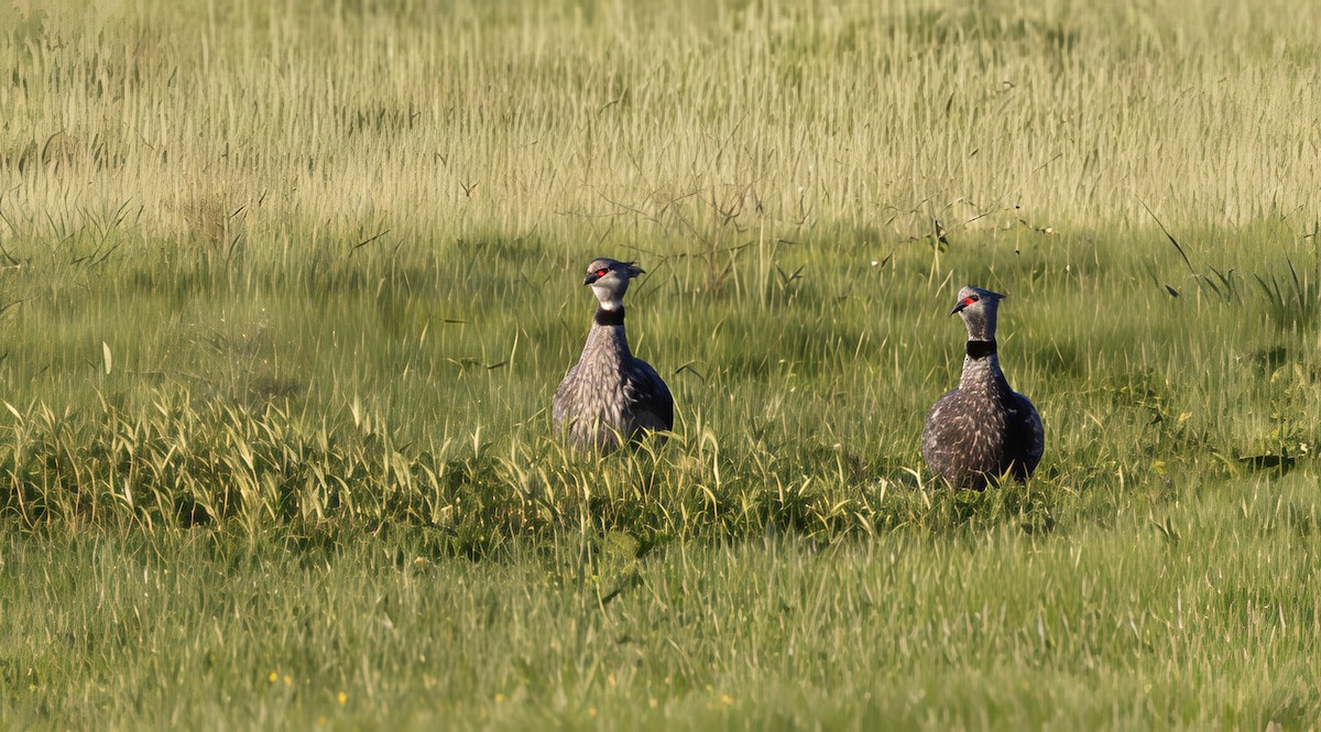Southern Screamer - ML646048094
