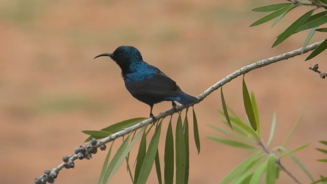 Purple Sunbird - ML646048095
