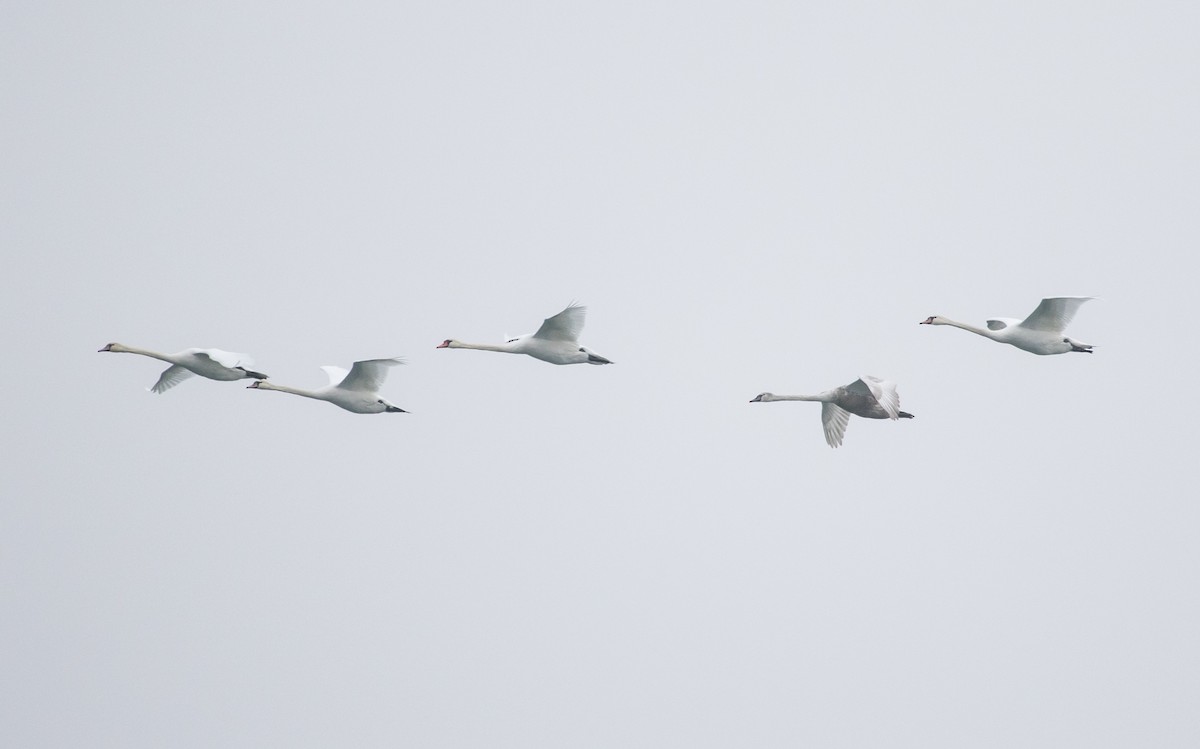 Mute Swan - ML646048096