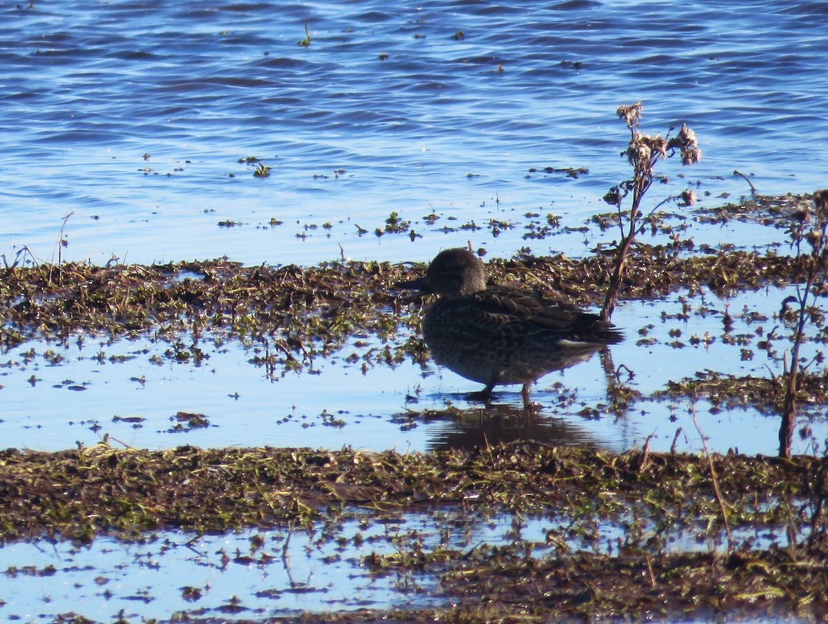 Green-winged Teal - ML646048097