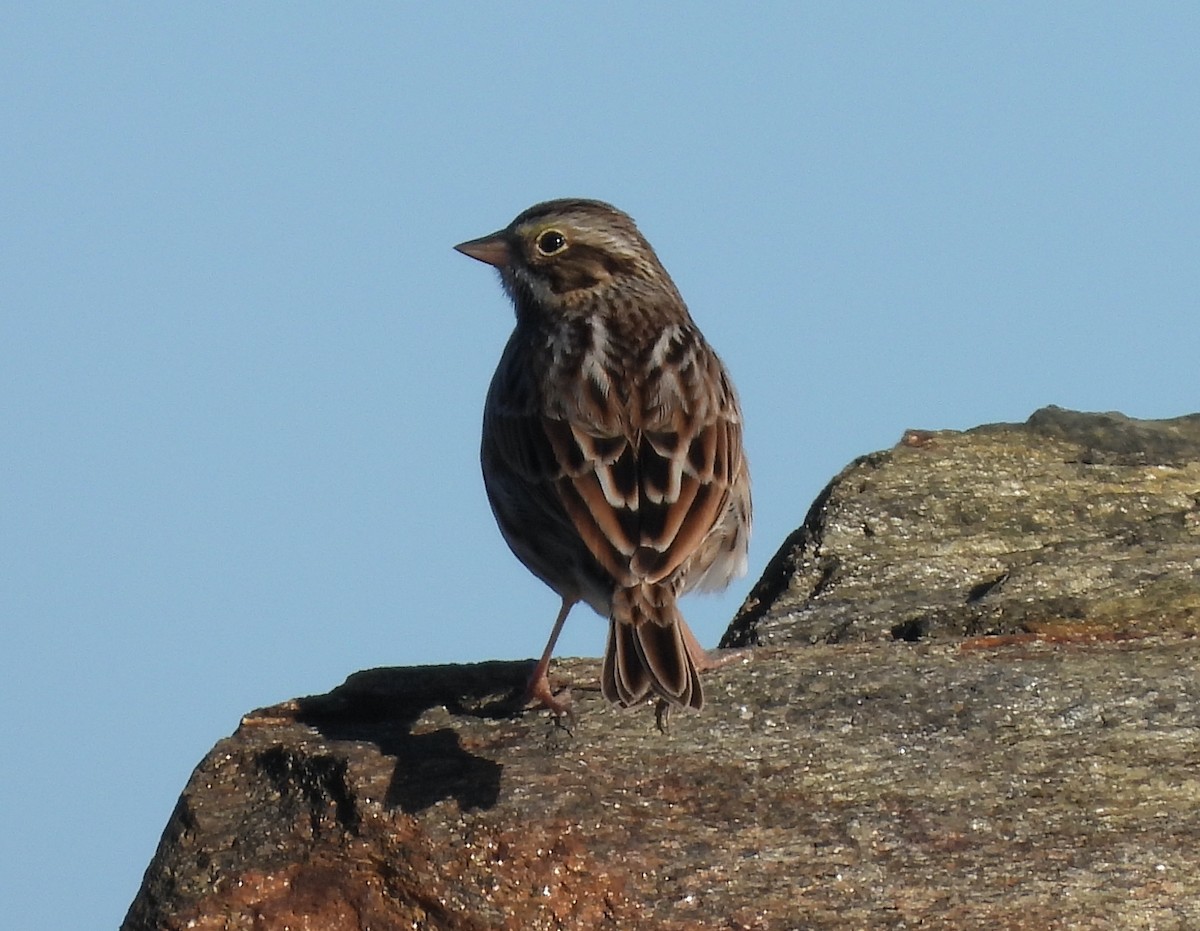 Savannah Sparrow - ML646048099