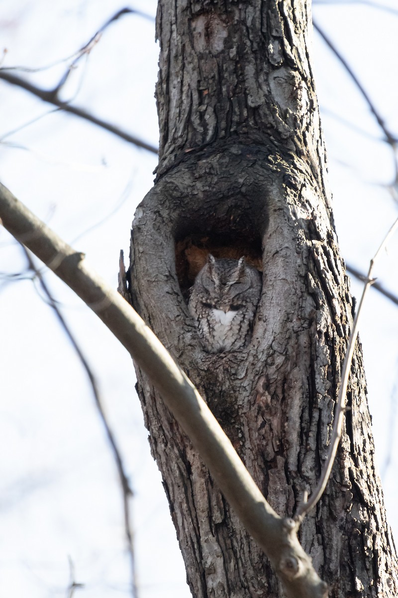 Eastern Screech-Owl - ML646048100
