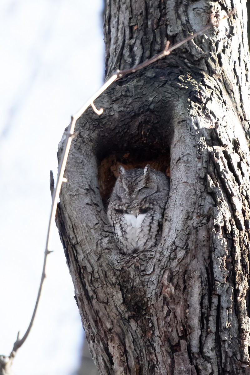 Eastern Screech-Owl - ML646048101