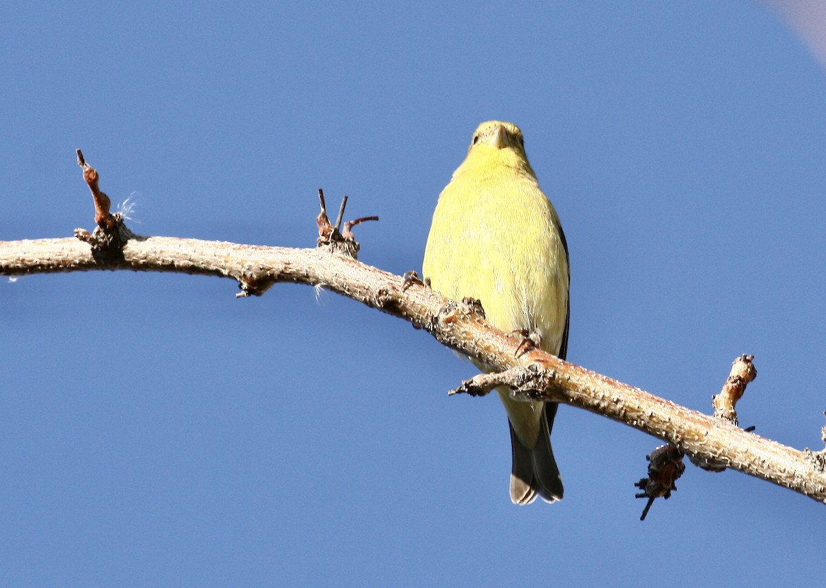 Lesser Goldfinch - ML646048102