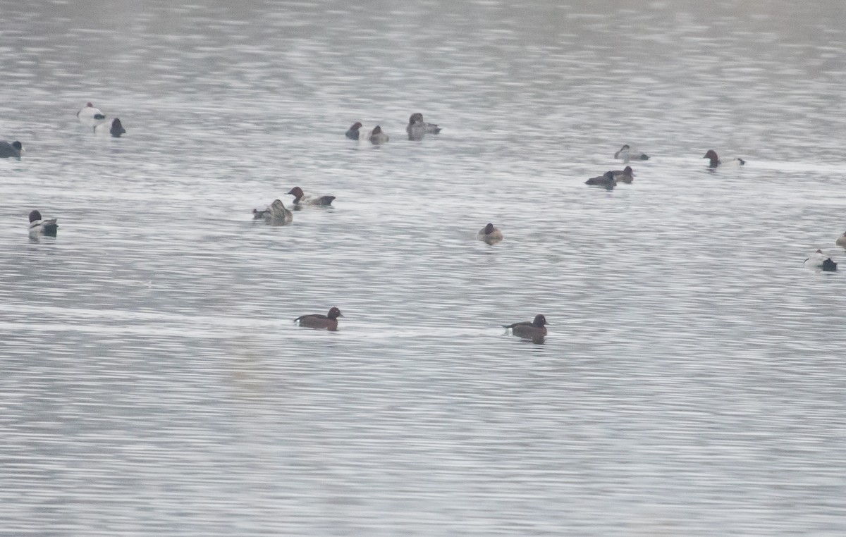 Ferruginous Duck - ML646048104