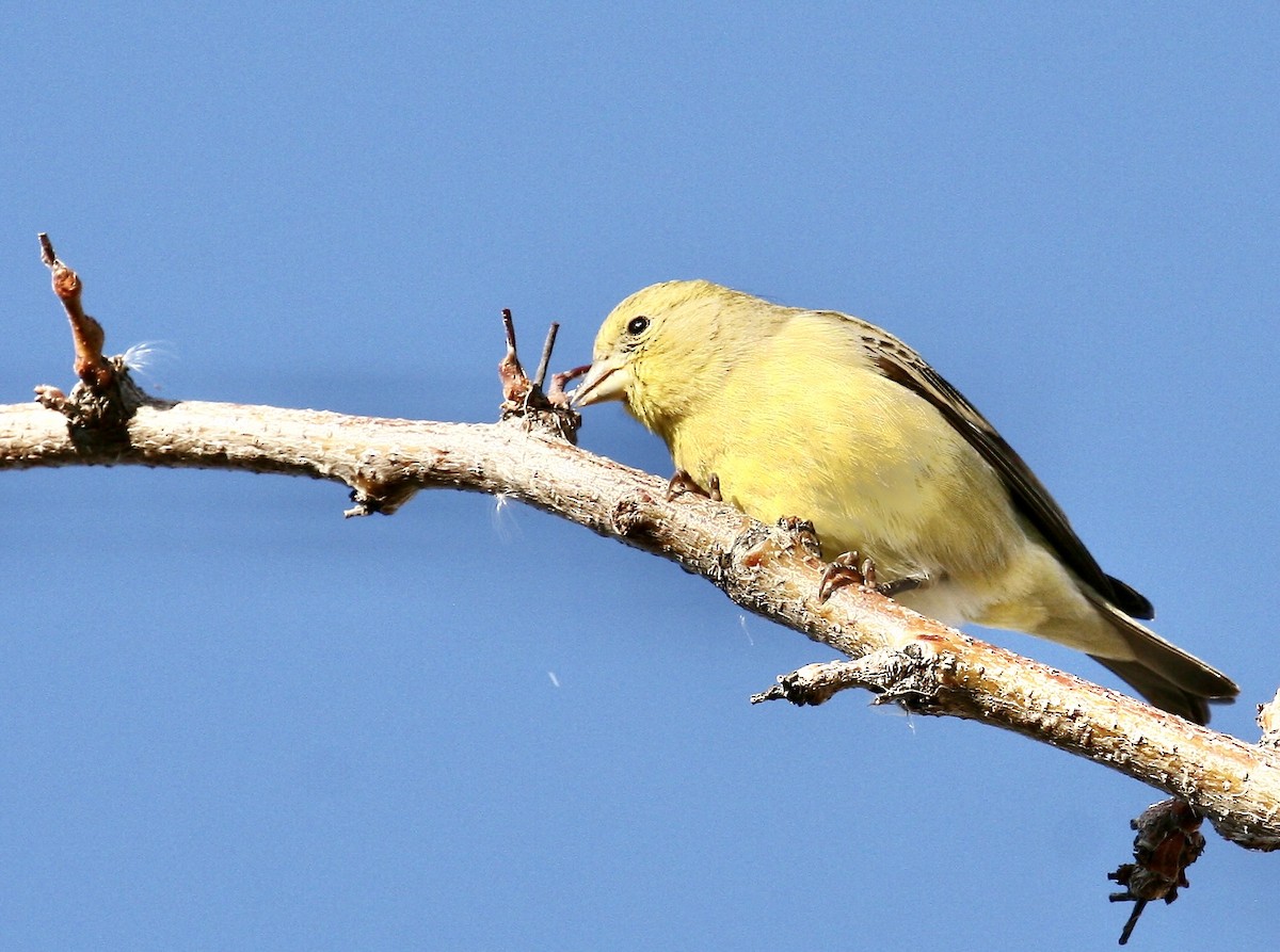 Lesser Goldfinch - ML646048107
