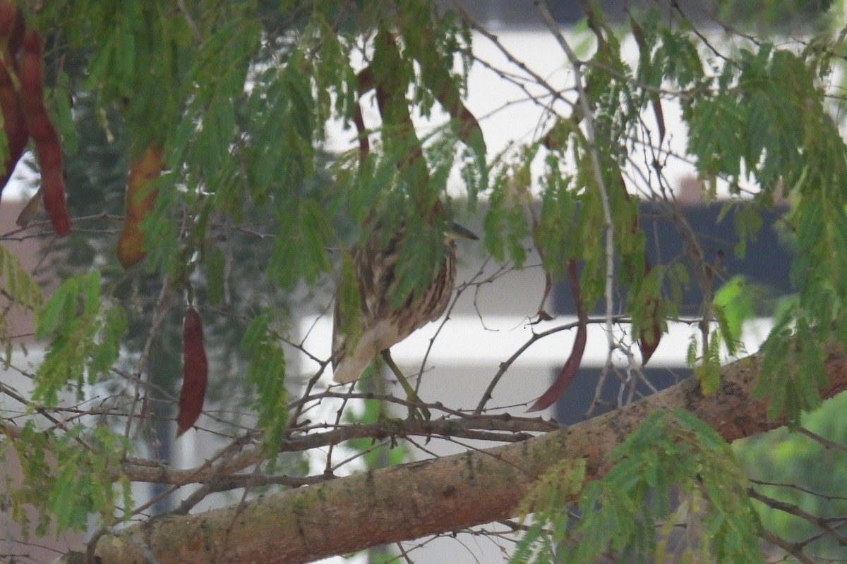 Indian Pond-Heron - ML646048109