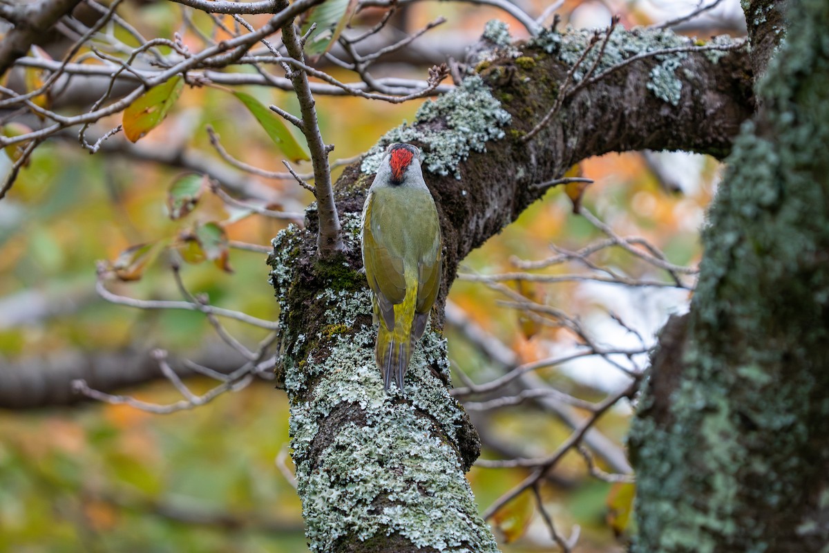 Жовна японська - ML646048110