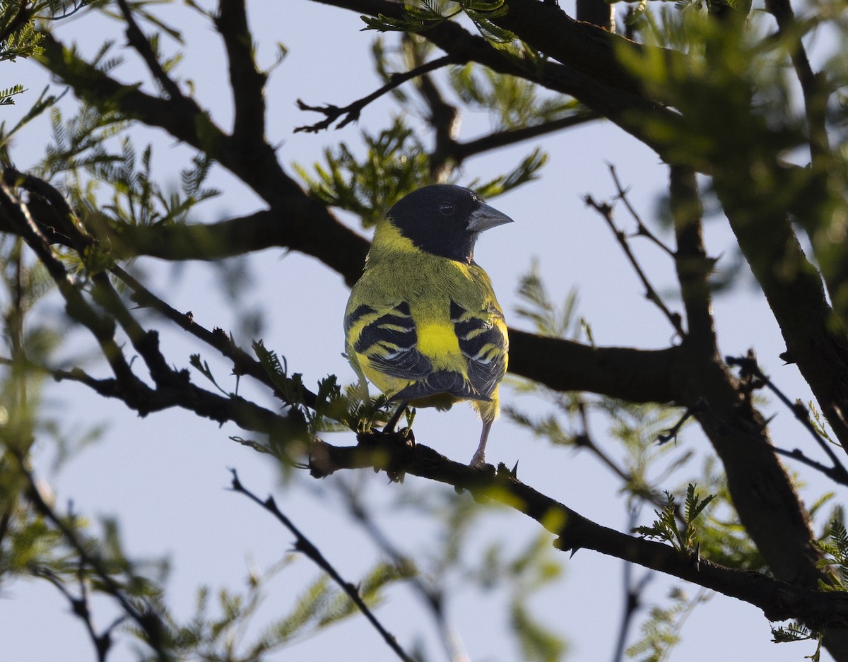 čížek jihoamerický - ML646048116