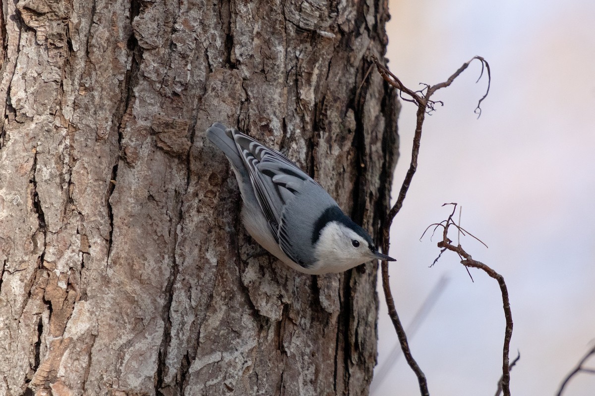 White-breasted Nuthatch - ML646048119
