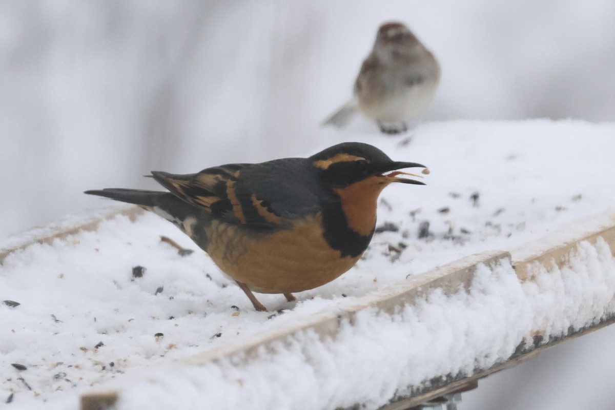 Varied Thrush - ML646048120
