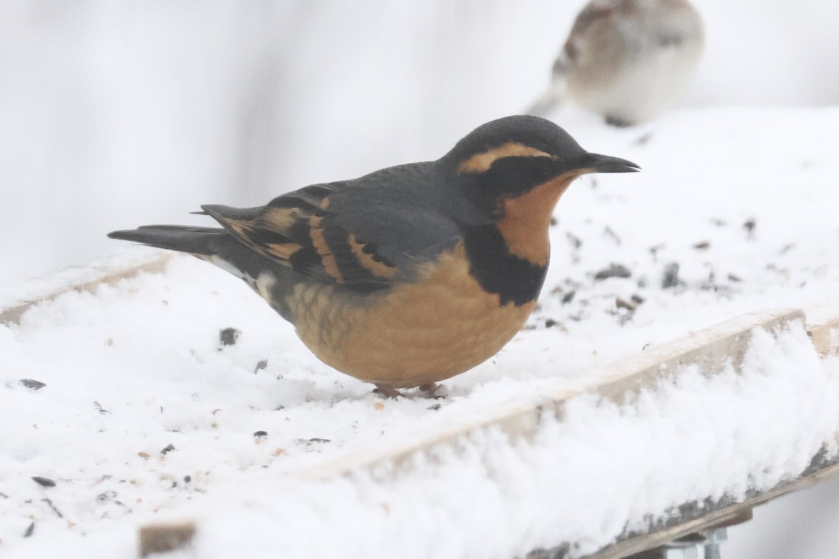 Varied Thrush - ML646048121