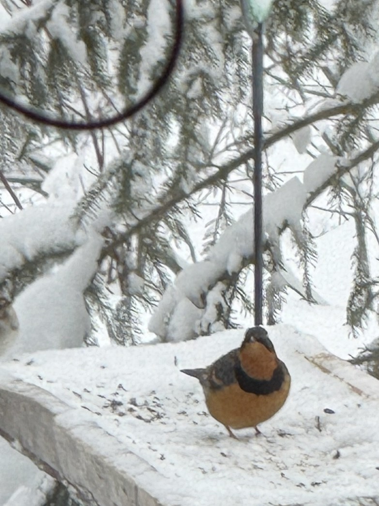 Varied Thrush - ML646048122