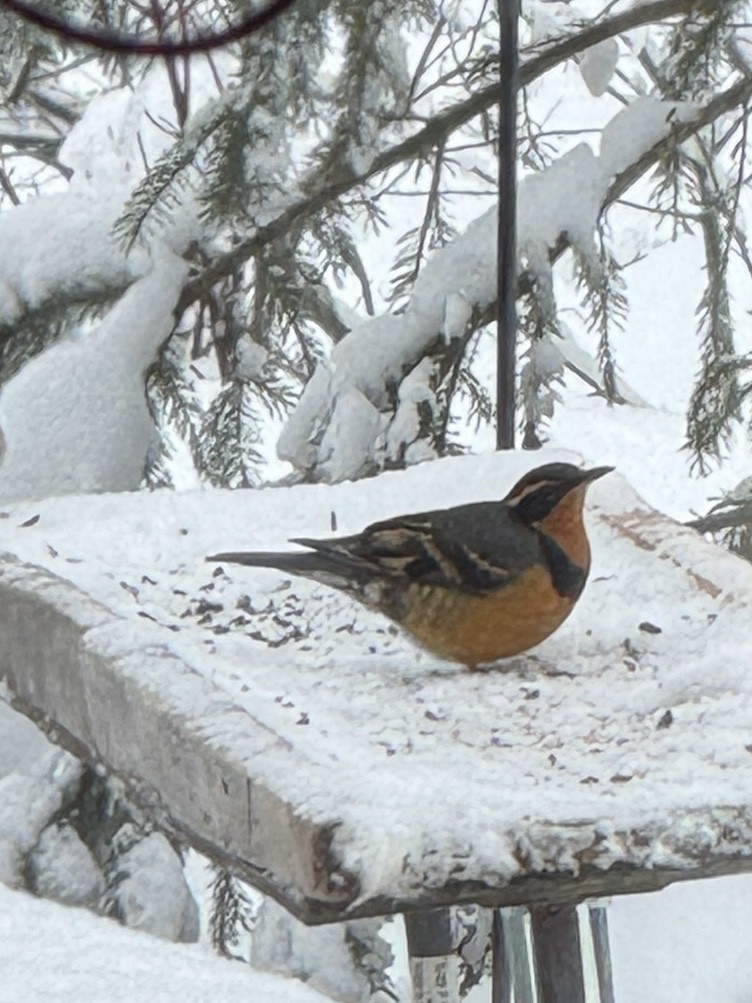 Varied Thrush - ML646048123