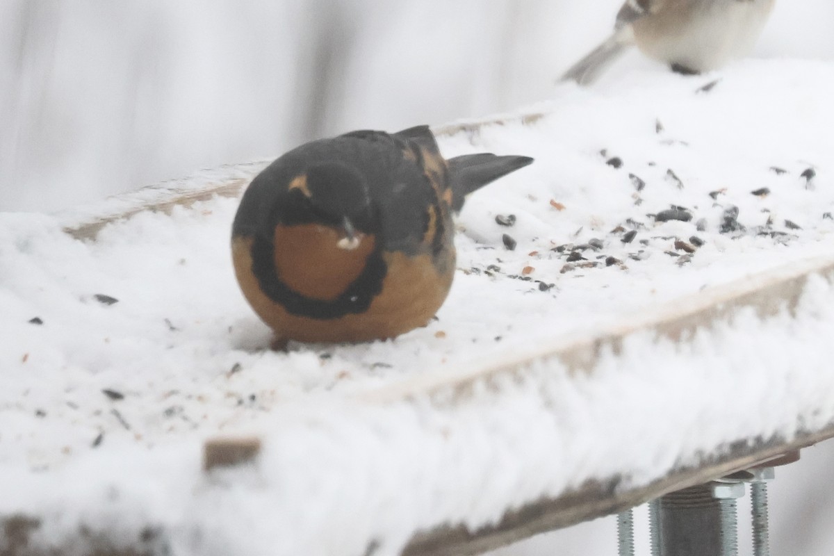 Varied Thrush - ML646048124