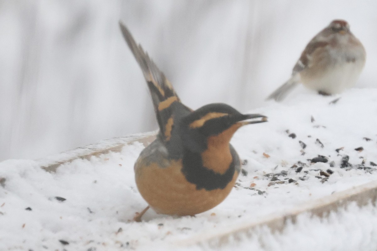 Varied Thrush - ML646048125