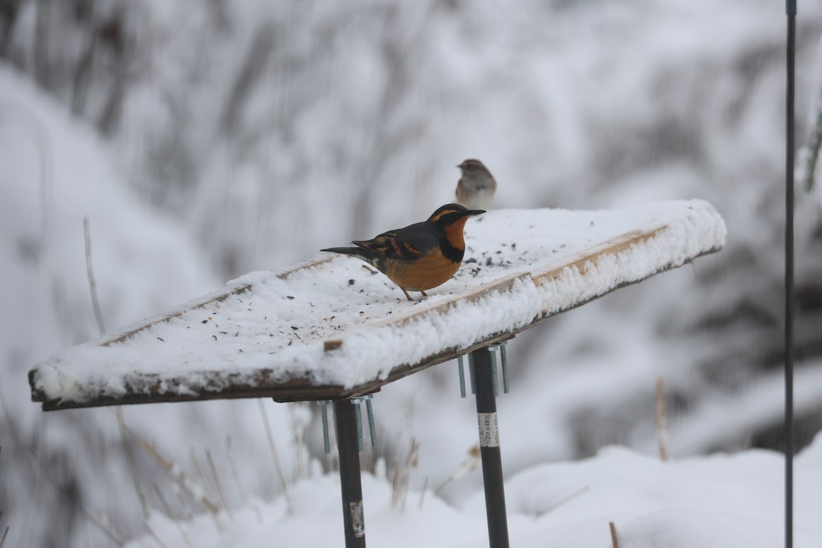 Varied Thrush - ML646048126