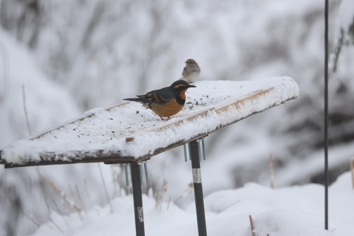 Varied Thrush - ML646048127