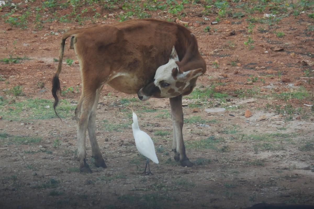 bøffelhegre - ML646048128