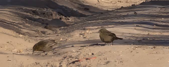 Chestnut-capped Blackbird - ML646048134