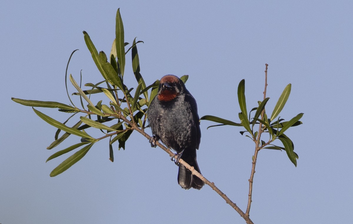 Chestnut-capped Blackbird - ML646048135