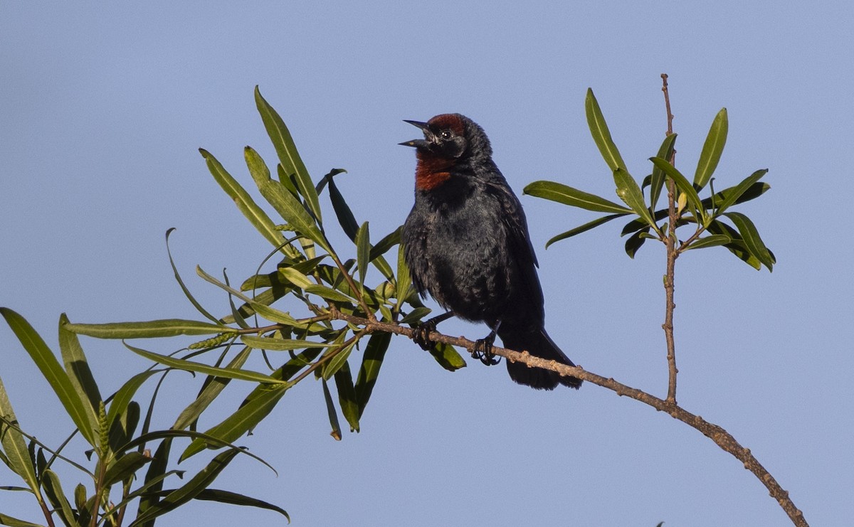 Chestnut-capped Blackbird - ML646048136
