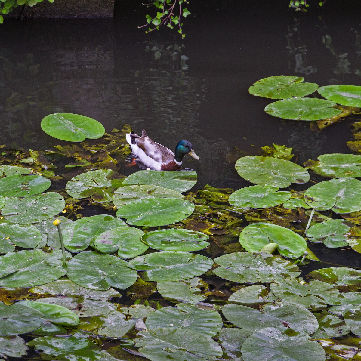 Mallard - ML646048140