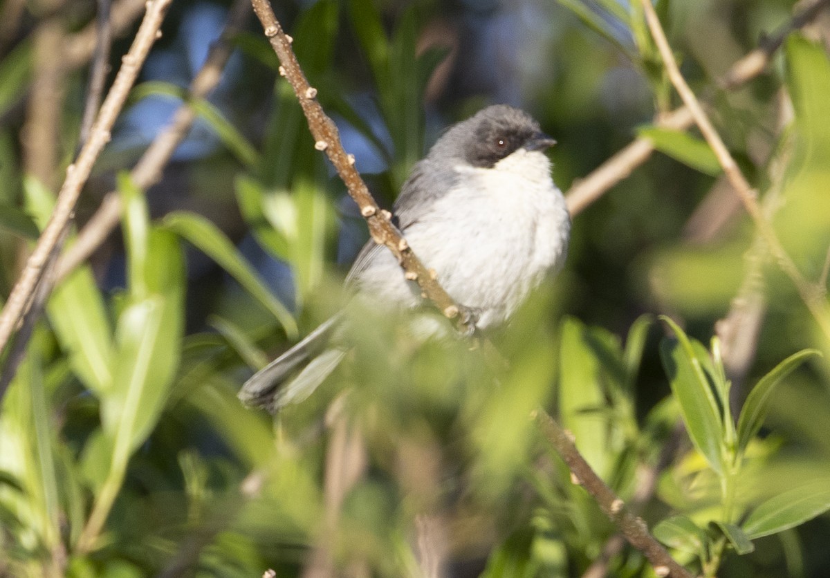Black-capped Warbling Finch - ML646048143