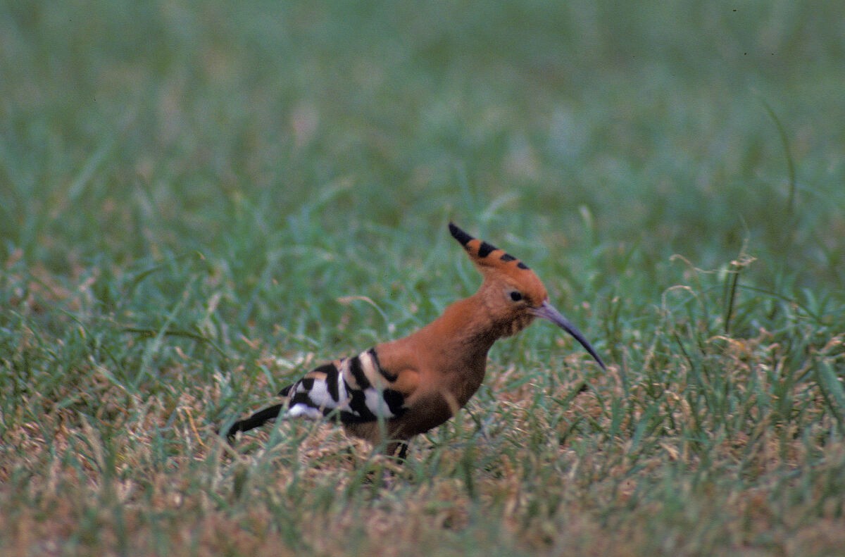 hærfugl - ML646048144