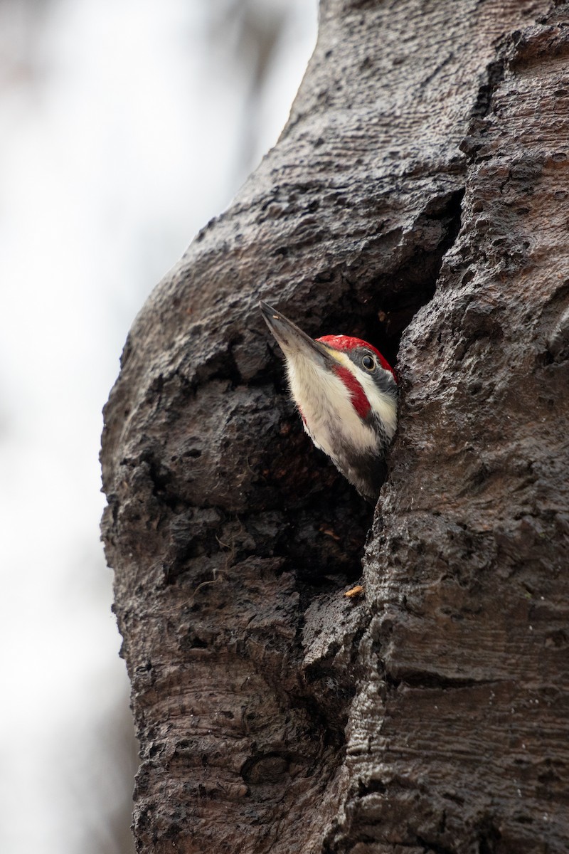 hvitbrynsvartspett - ML646048145