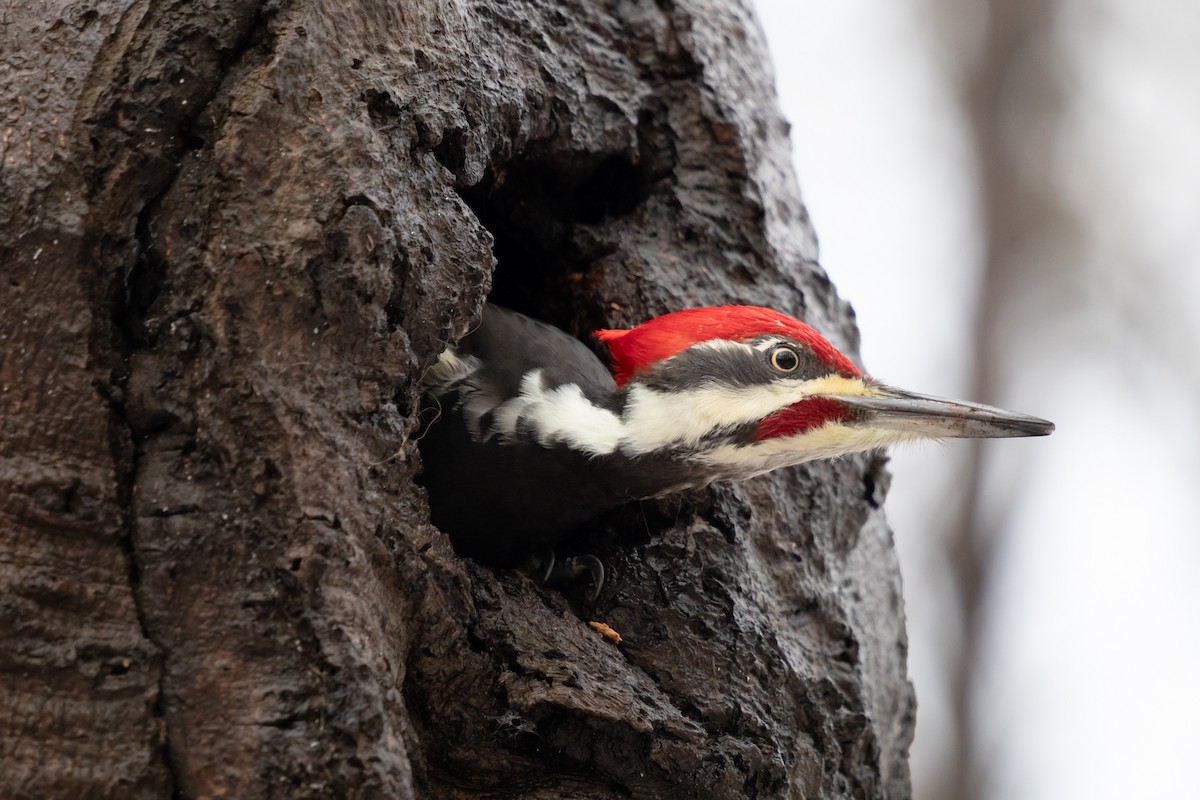 hvitbrynsvartspett - ML646048146