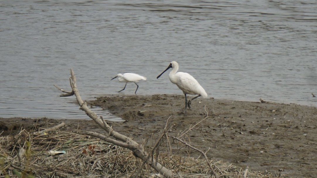 kinaskjestork - ML646048149