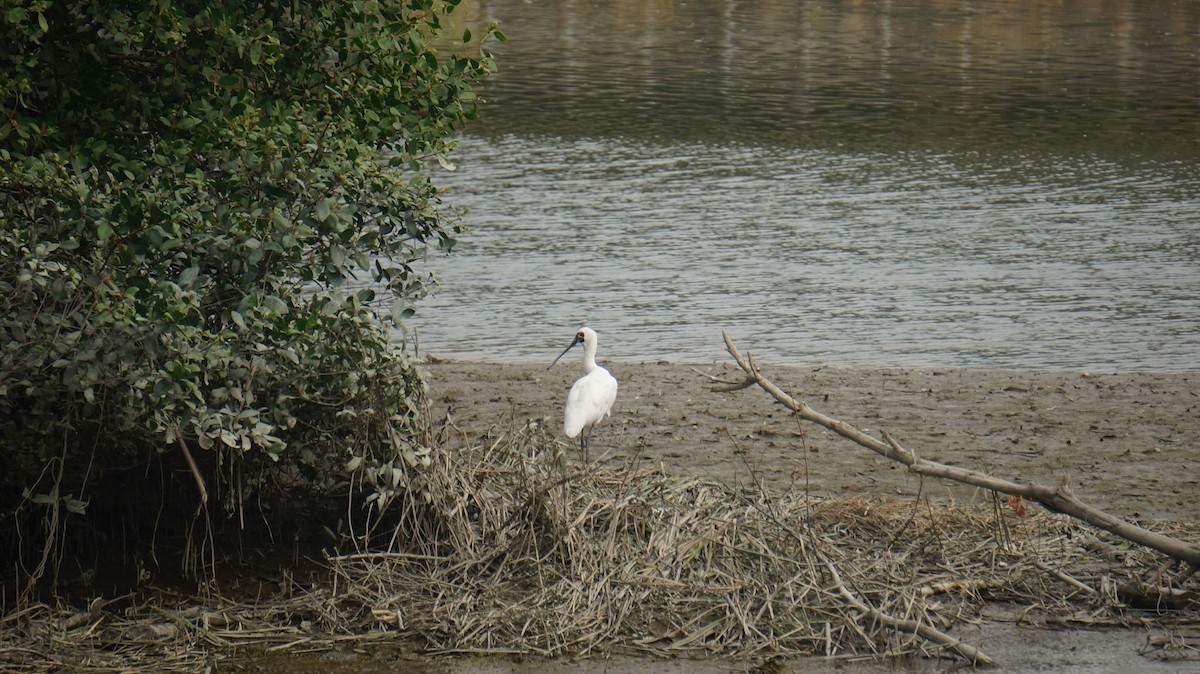 kinaskjestork - ML646048150