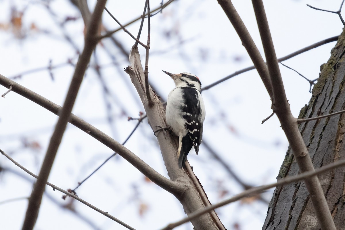 hårspett - ML646048152