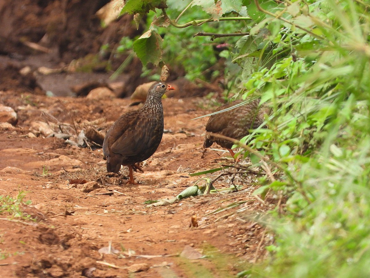 skyggefrankolin - ML646048153