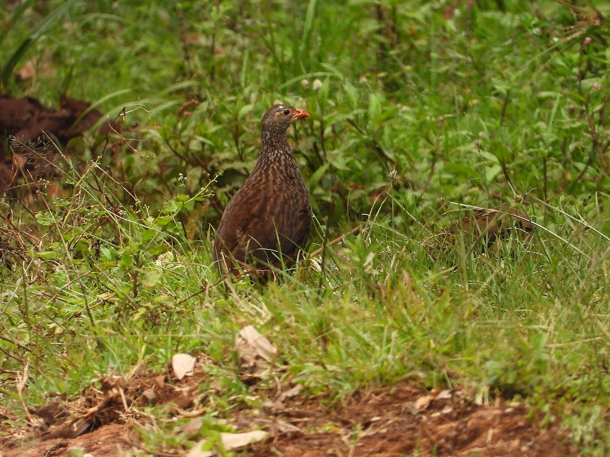 skyggefrankolin - ML646048154