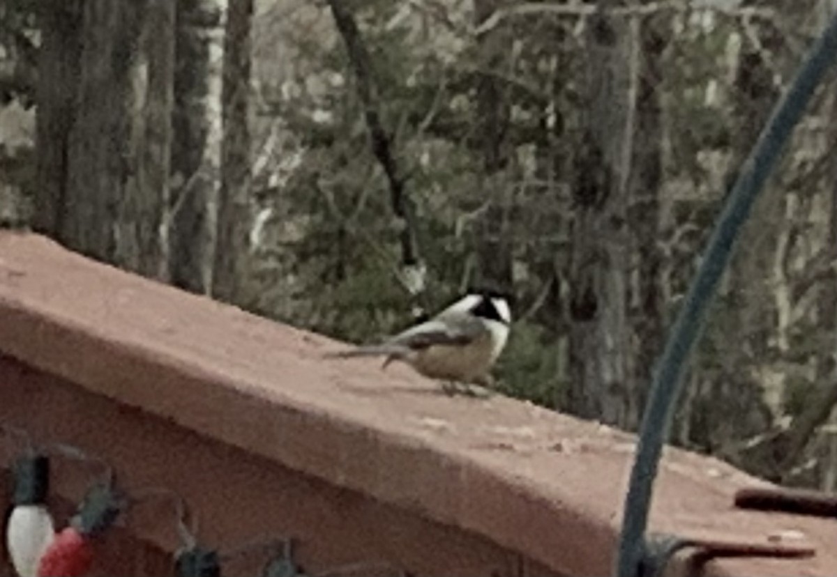 amerikameis - ML646048157