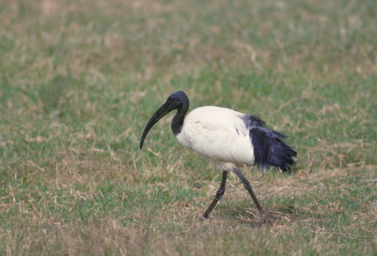 helligibis - ML646048162