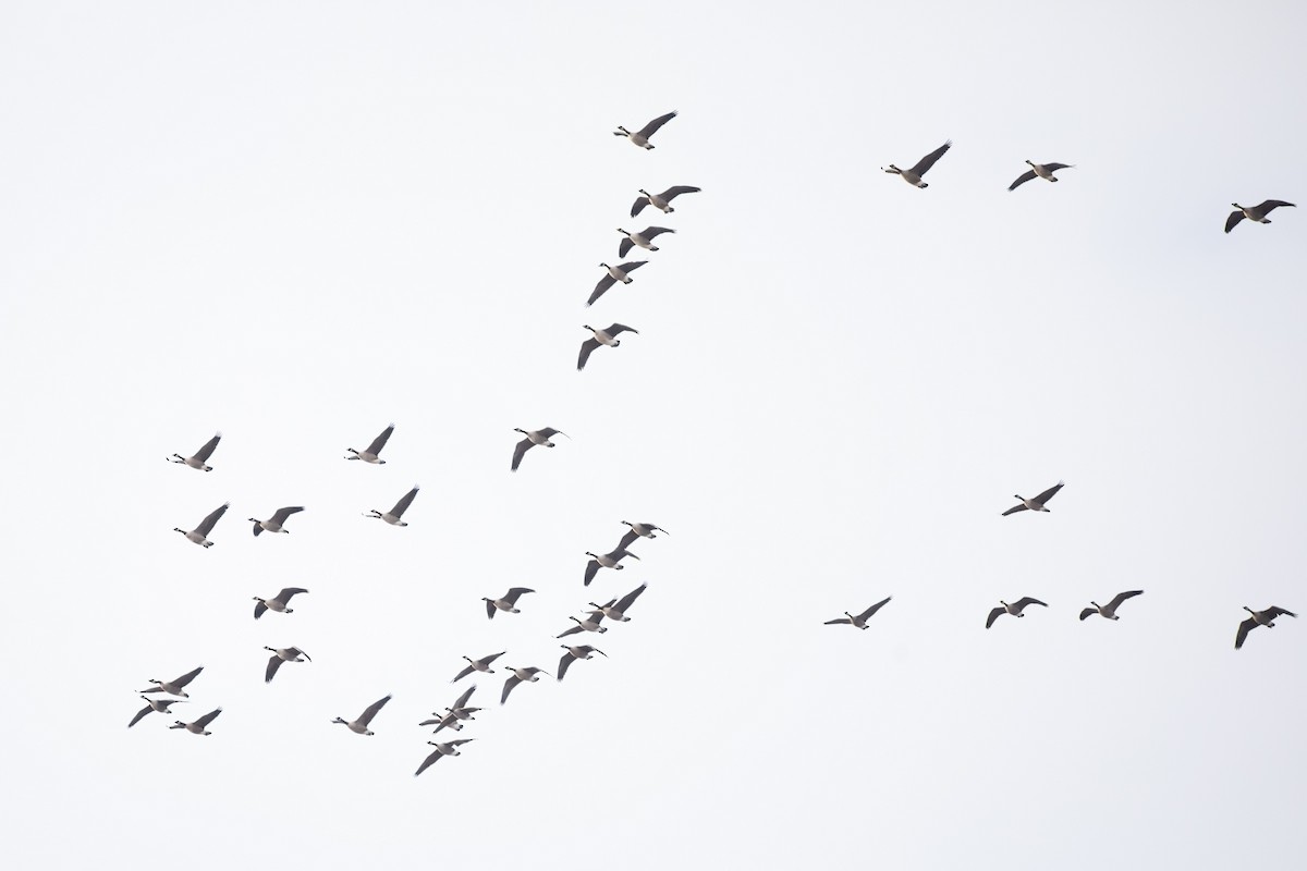 kanadagås - ML646048163