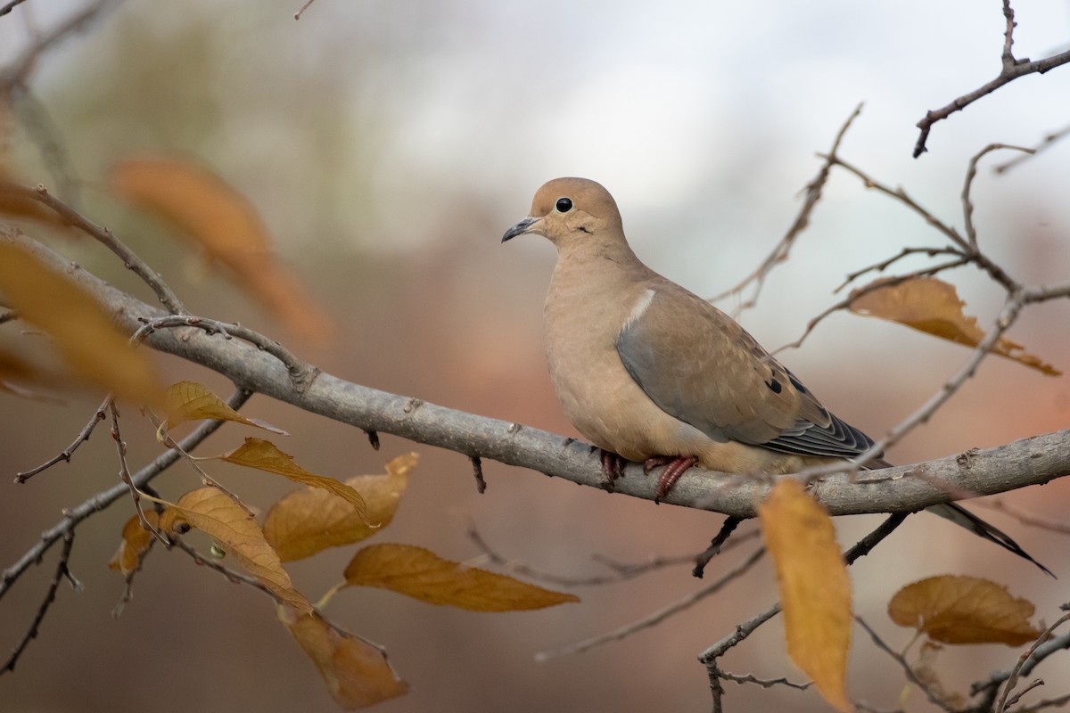 sørgedue - ML646048165