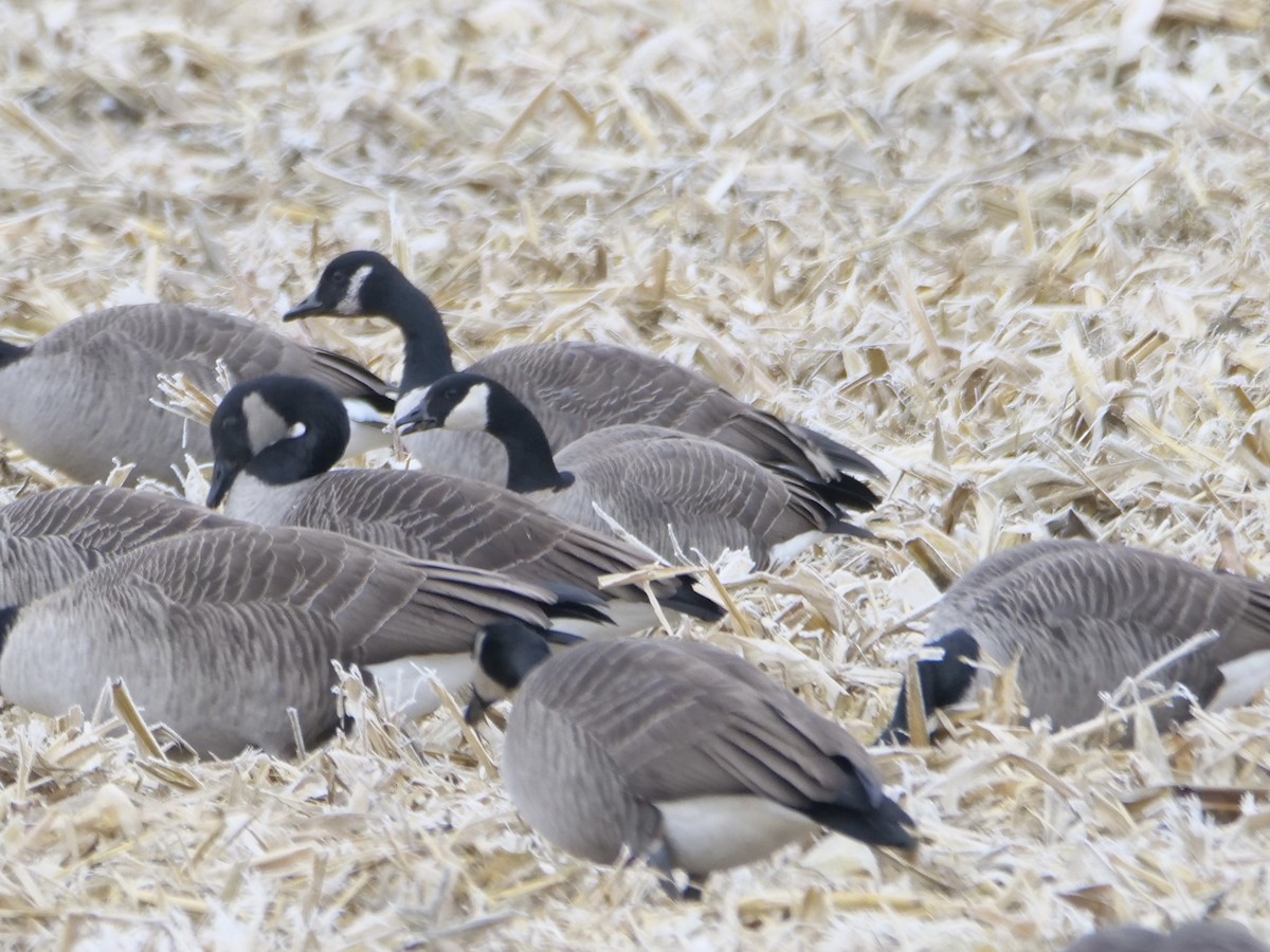 polargås (hutchinsii) - ML646048166