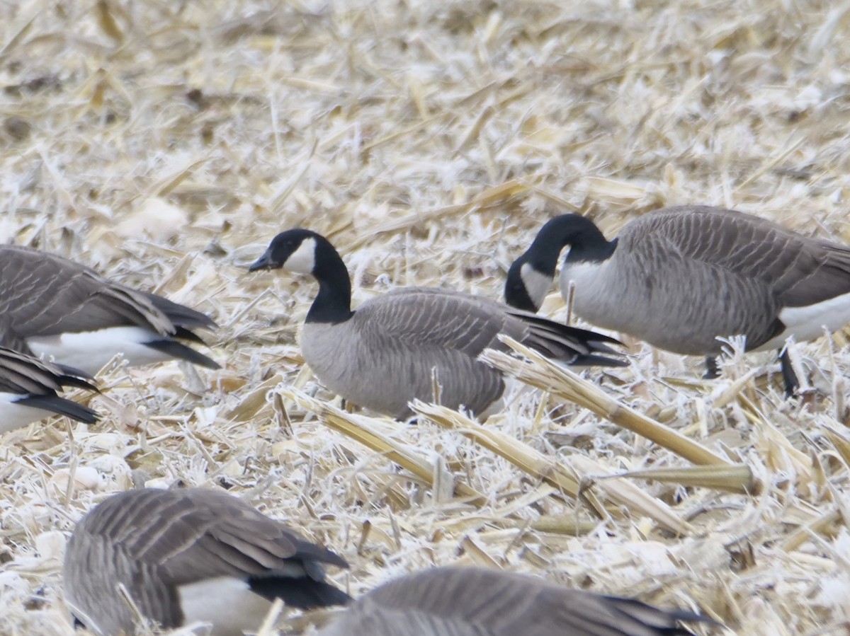 polargås (hutchinsii) - ML646048167