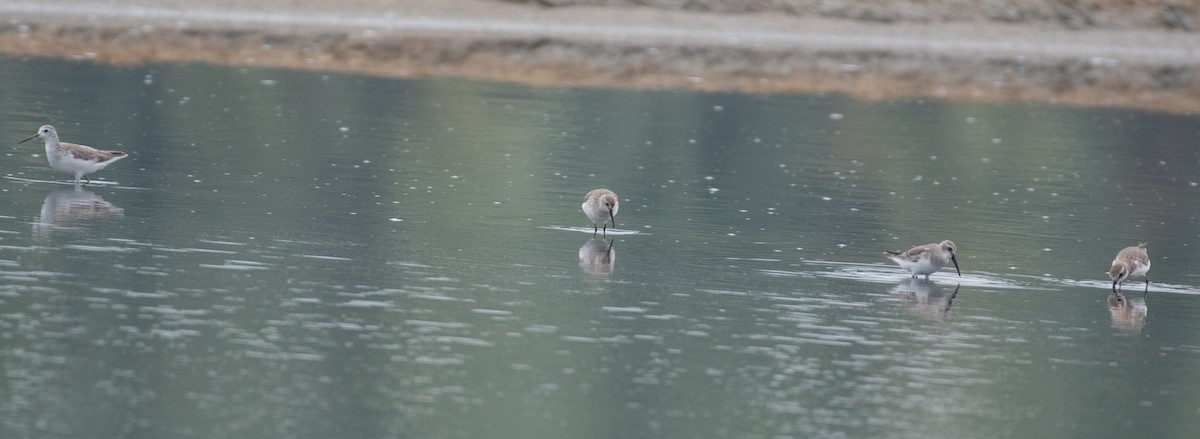 Curlew Sandpiper - ML646048168