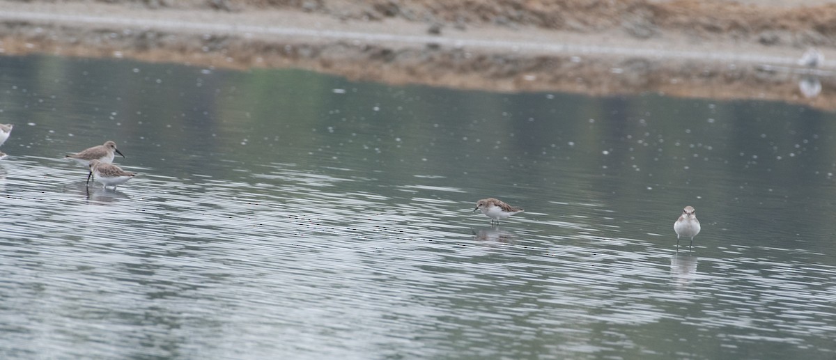 Curlew Sandpiper - ML646048169