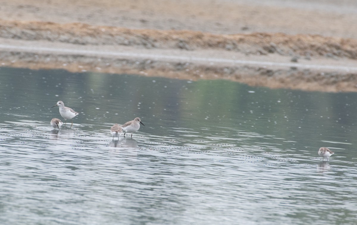 Curlew Sandpiper - ML646048170
