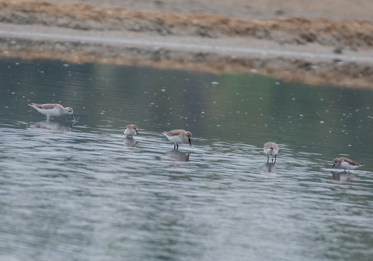 Curlew Sandpiper - ML646048171