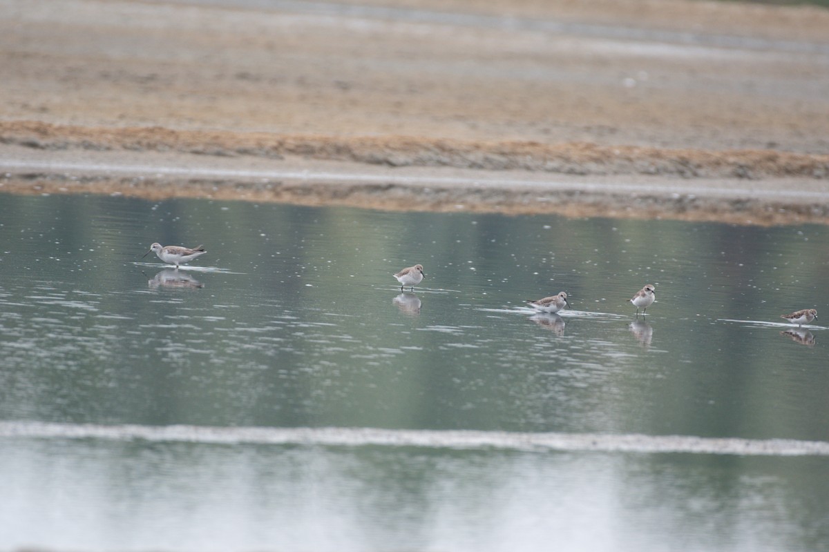 Curlew Sandpiper - ML646048172