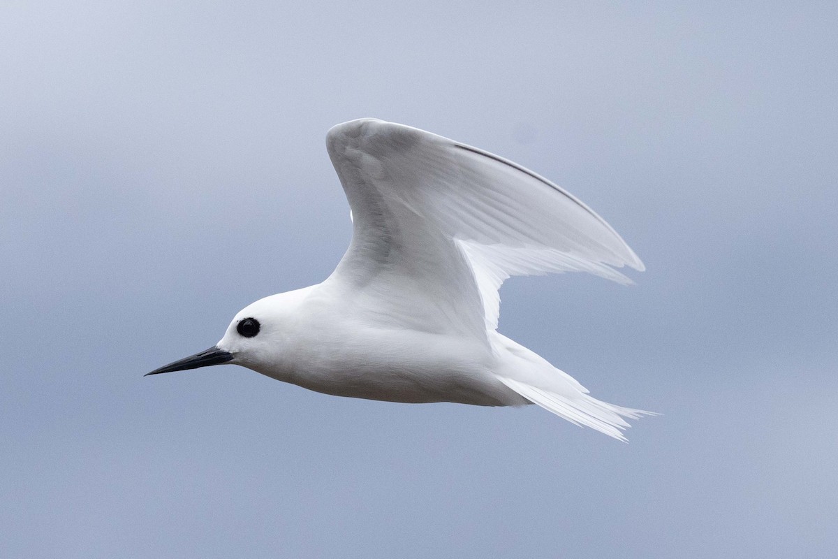 blånebbsilketerne - ML646048175