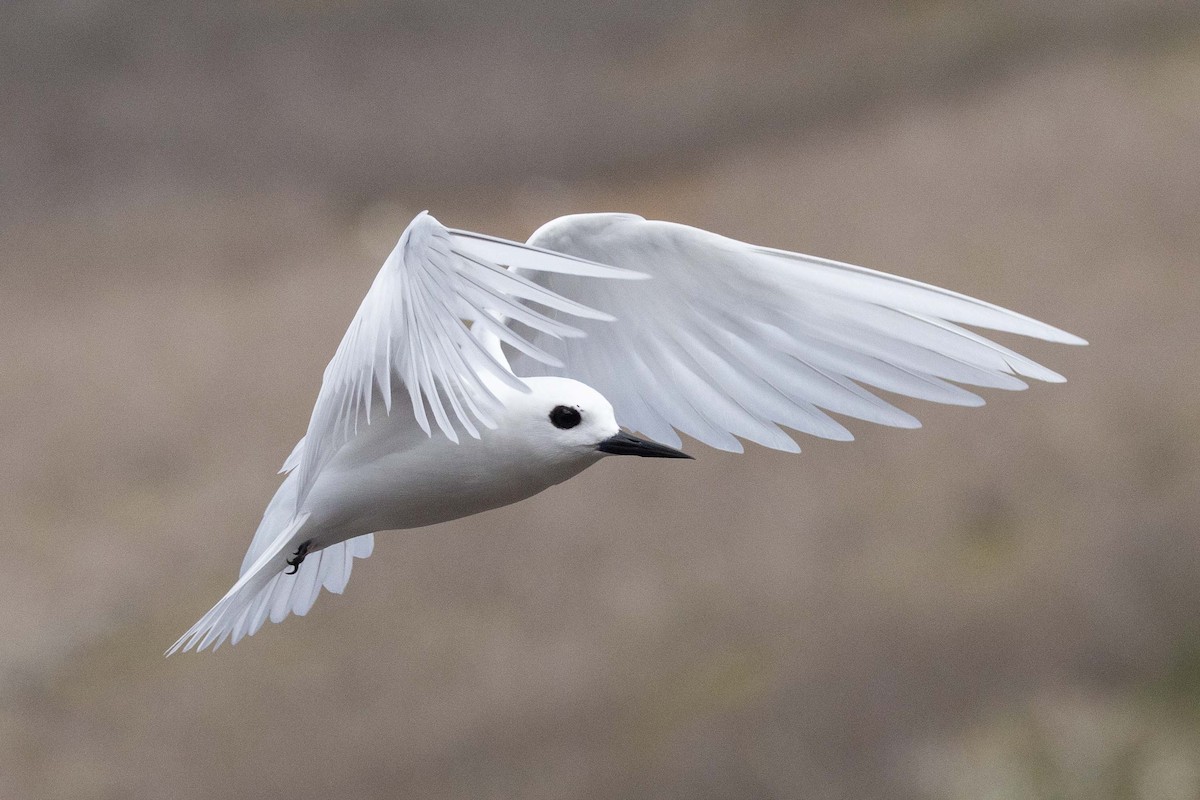 blånebbsilketerne - ML646048176