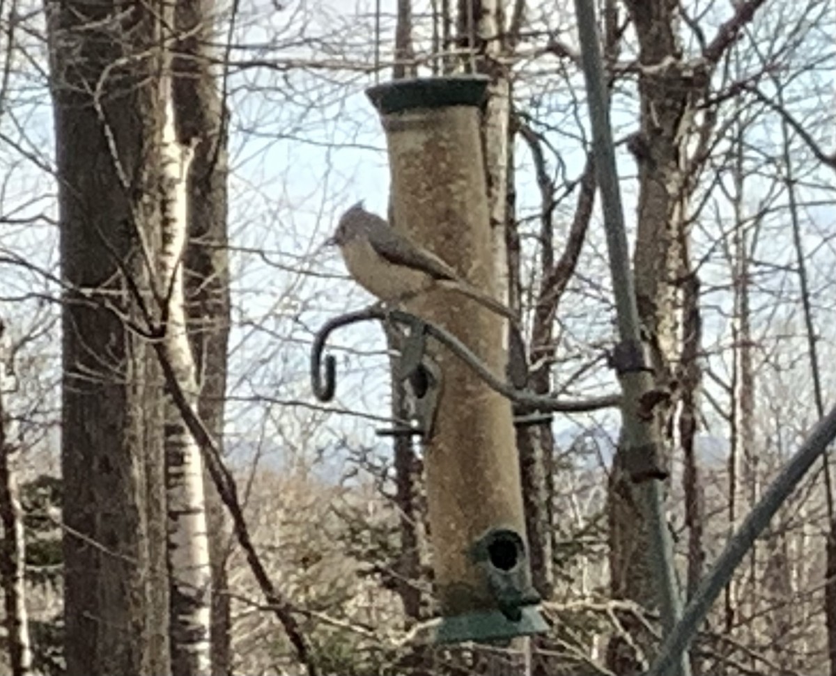 gråduskmeis - ML646048177